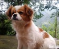 如何给蝴蝶犬冼澡