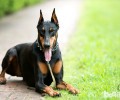 杜宾犬的美容保养方法