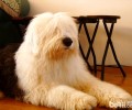 古代牧羊犬的美容保养