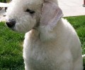 贝灵顿梗犬繁育期内的保养