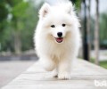 狗狗的牙齿要留意按时清理