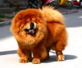 怎么给松狮狗整理头发