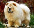 普遍的松狮美容护肤的三个流程：修指甲、冼澡、吹风机