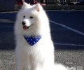 如何预防与救治诈死的萨摩耶幼犬