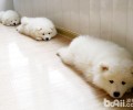 萨摩耶母狗的喂养与护理知识之产时