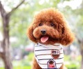 怎么给泰迪犬修指甲