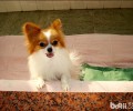 如何给蝴蝶犬清理耳朵