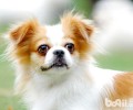 如何给蝴蝶犬冼澡