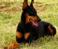 杜宾犬的美容保养方法
