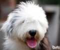 古代牧羊犬的美容保养