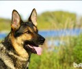 怎样训炼德国牧羊犬的依赖感