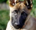 买德国牧羊犬的方式
