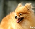 挑选出色博美犬的身型规范