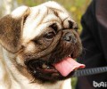 八哥犬的发源