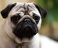 八哥犬得了犬瘟热该怎么办