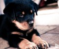 理想化中的罗威纳犬应当如何买