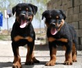怎样饲养一只罗威纳犬