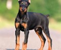 杜宾犬幼狗该怎么养