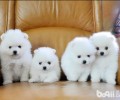 怎样降低博美犬异味