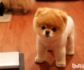 袖珍狗种类都什么