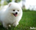 博美犬冼澡应留意四个事宜 饲养博美犬