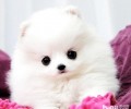 选择博美犬的四个常见问题 饲养博美犬