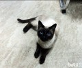 暹罗猫日常医护和喂养方法