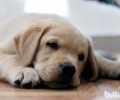 金毛牧羊犬喂养关键点留意