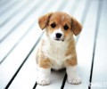 饲养腊肠犬的五个关键点