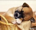 腊肠犬怎么养的好