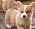 腊肠犬历史时间来历掌握