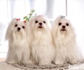马尔济斯犬的美容保养