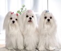 马尔济斯犬饮食搭配注意什么