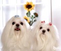 如何给马尔济斯犬清除脚丫