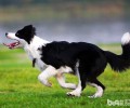 英国德牧犬怎样美毛