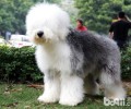 英国德牧犬怎么美容