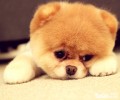 带宠物犬去爬山要留意什么