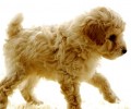 怎样饲养可卡幼犬