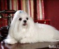 养宠物初学者初见西施犬