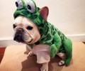 狂放不羁的法国斗牛犬