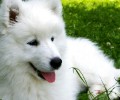 萨摩耶幼犬拉稀怎么办