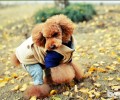 泰迪犬需不需要断尾