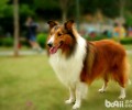 喜乐蒂犬清除耳孔的方式