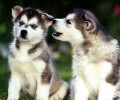哈士奇幼犬饲养时留意