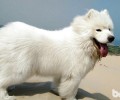 萨摩耶幼犬饲养方式