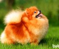 博美犬反胃要该怎么办