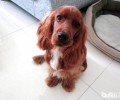 没断奶后小可卡犬该怎样养