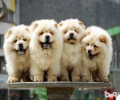 赛级松狮幼犬怎么辨别