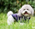 泰迪犬便秘怎么办
