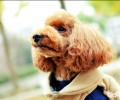 vip眼睛眼屎多是什么原因